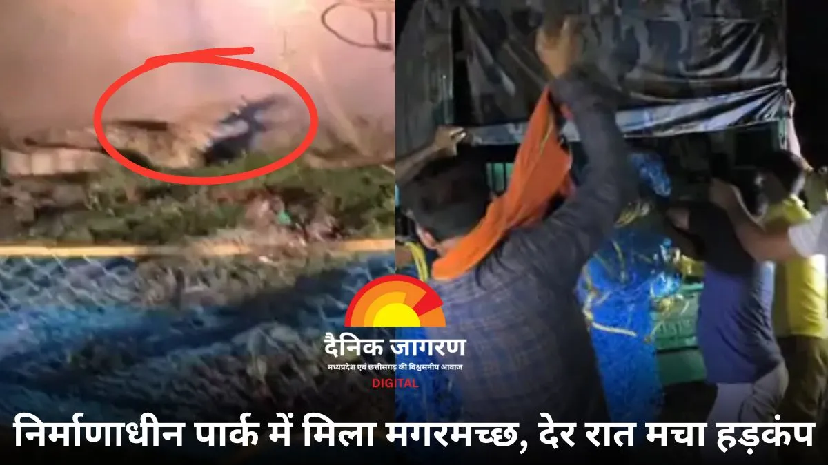 सागर में नगर पालिका कार्यालय में घुसा मगरमच्छ, निर्माणाधीन पार्क में बैठा मिला — वन विभाग की टीम ने देर रात रेस्क्यू कर पकड़ा