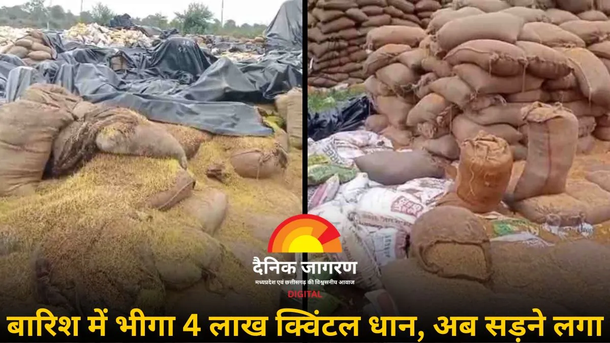 बारिश में बर्बाद हुआ 4 लाख क्विंटल धान: अमरताल केंद्र जलमग्न, करोड़ों की लागत के बावजूद सुरक्षित नहीं रख सका विपणन विभाग