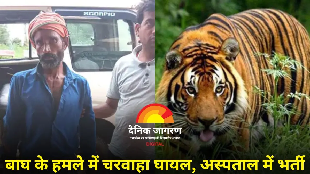 बाघ से भिड़ा बहादुर चरवाहा: डंडे से किया मुकाबला, घायल हालत में खुद पहुंचा मदद मांगने