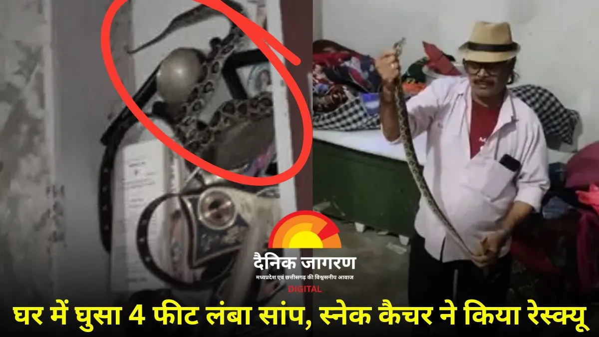 सागर में अलमारी की दराज में मिला खतरनाक रसेल वाइपर, बच्चों की सतर्कता से टला बड़ा हादसा