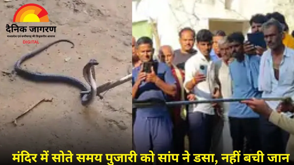  भिंड में मंदिर में सोते पुजारी को कोबरा ने डसा, इलाज के दौरान मौत; गांव में शोक की लहर