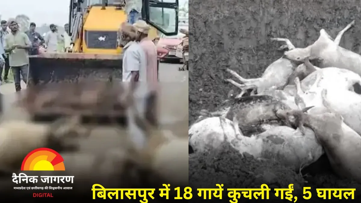 बिलासपुर में दर्दनाक हादसा: तेज रफ्तार वाहन ने कुचला मवेशियों का झुंड, 18 गायों की मौत