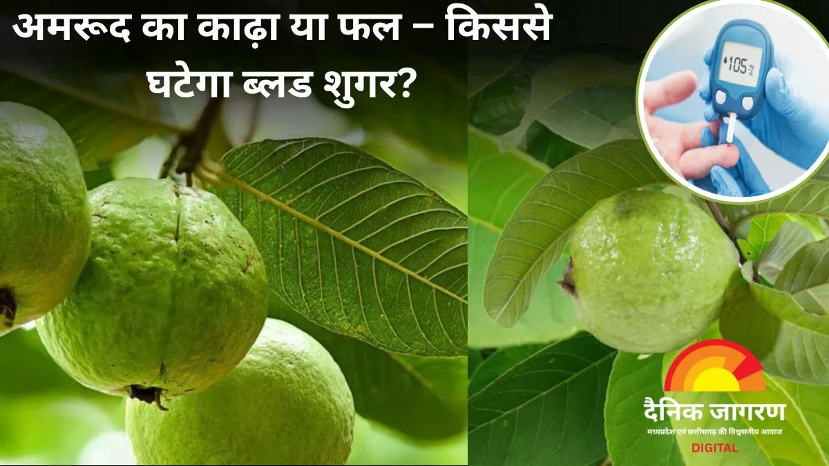 डायबिटीज में अमरूद ज़्यादा फायदेमंद या इसके पत्ते? जानिए एक्सपर्ट से किससे जल्दी कंट्रोल होता है शुगर लेवल
