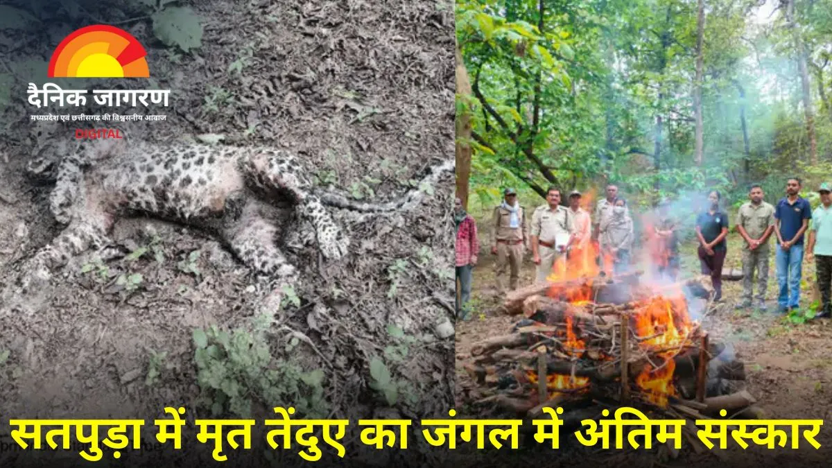 एसटीआर में तेंदुए की रहस्यमयी मौत: शव सड़ चुका था, शिकार नहीं संघर्ष की आशंका; अंग मिले सुरक्षित