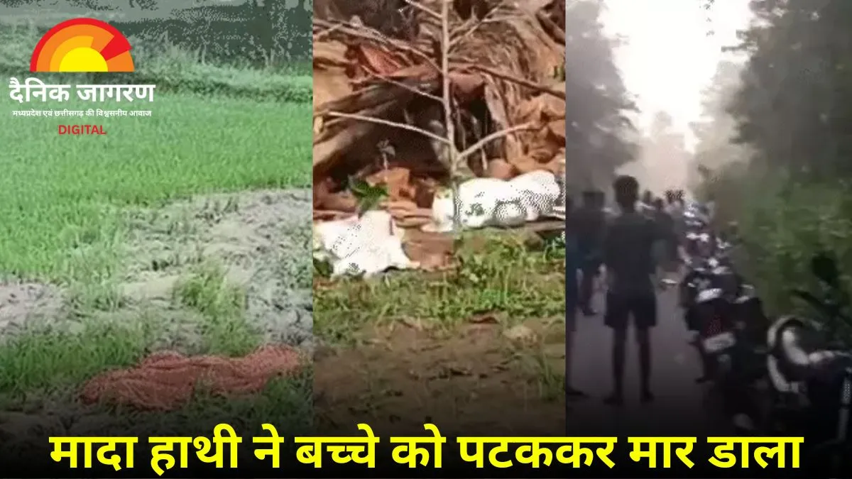 हाथी का कहर: रायगढ़ में तीन की मौत, मादा हाथी और शावक ने मचाया उत्पात