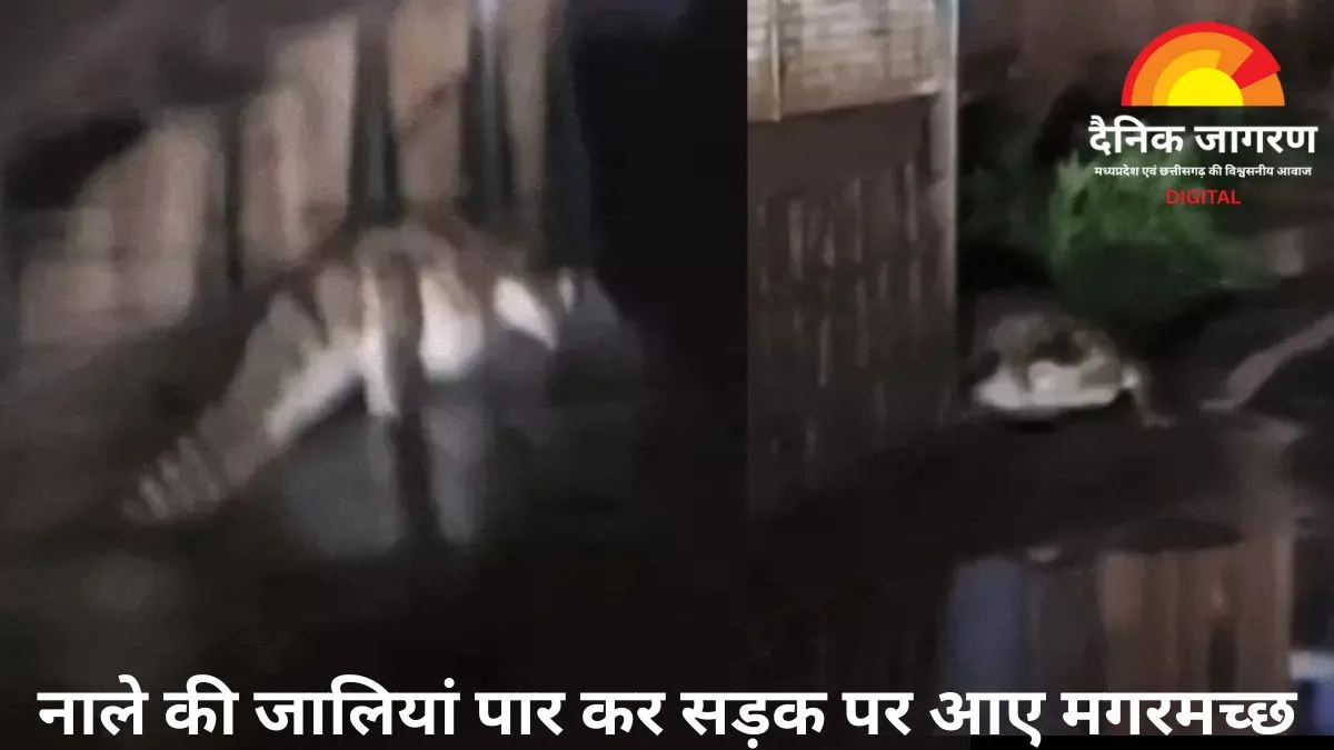 शिवपुरी की सड़कों पर घूमते दिखे मगरमच्छ: नाले की जालियां फांद कर आए बाहर