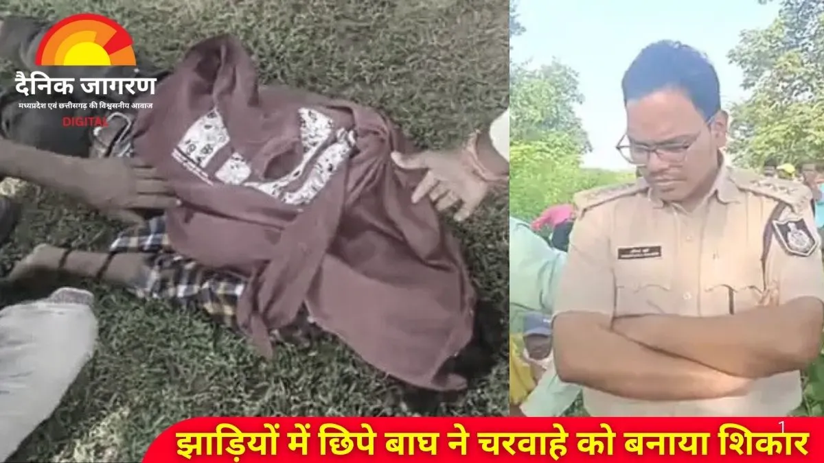 कटनी में बाघ के हमले से युवक की मौत: मवेशी चराते वक्त झाड़ियों में छिपे बाघ ने किया हमला, गांव में दहशत