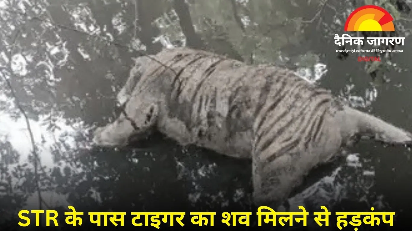 सतपुड़ा टाइगर रिजर्व के पास तवा नदी किनारे मिला टाइगर का शव, शिकार की आशंका