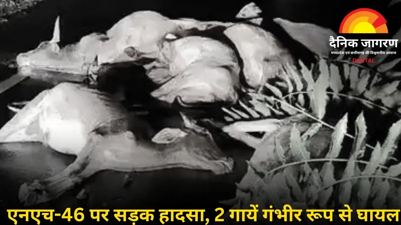 शिवपुरी में तेज रफ्तार ट्रक ने कुचला 15 गायों को: 13 की मौत, 2 गंभीर घायल