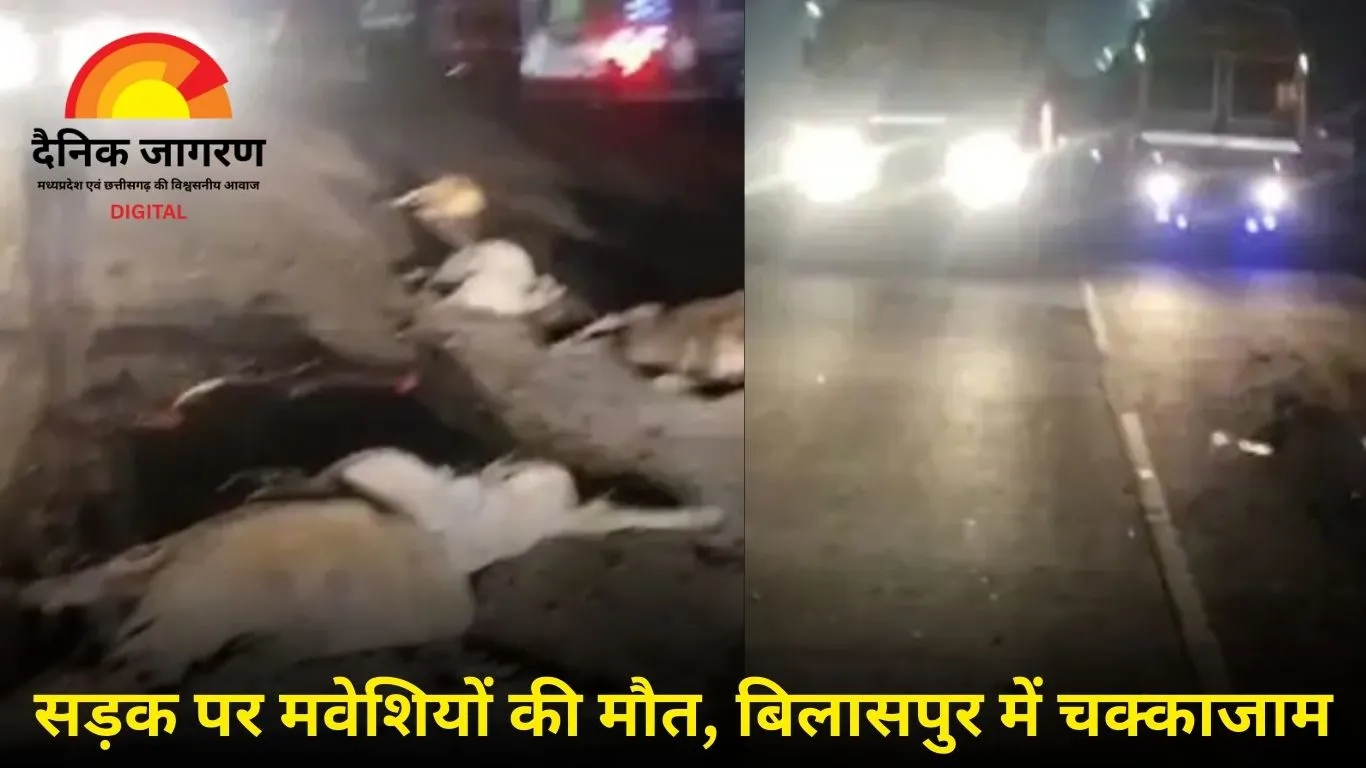 छत्तीसगढ़ में दो हादसों में 16 गायों की मौत, गर्भवती गाय का बछड़ा भी मृत