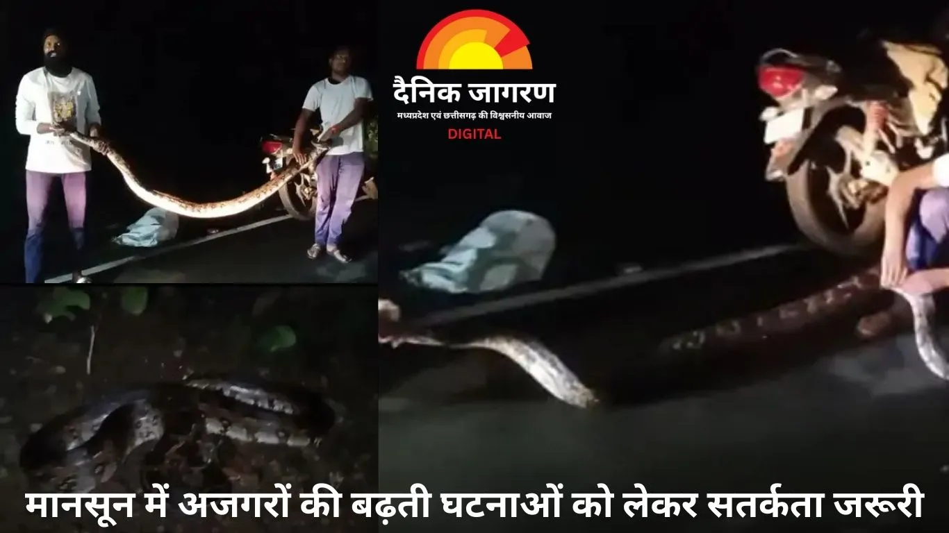 नेपानगर रेस्ट हाउस में मिला 10 फीट लंबा अजगर 