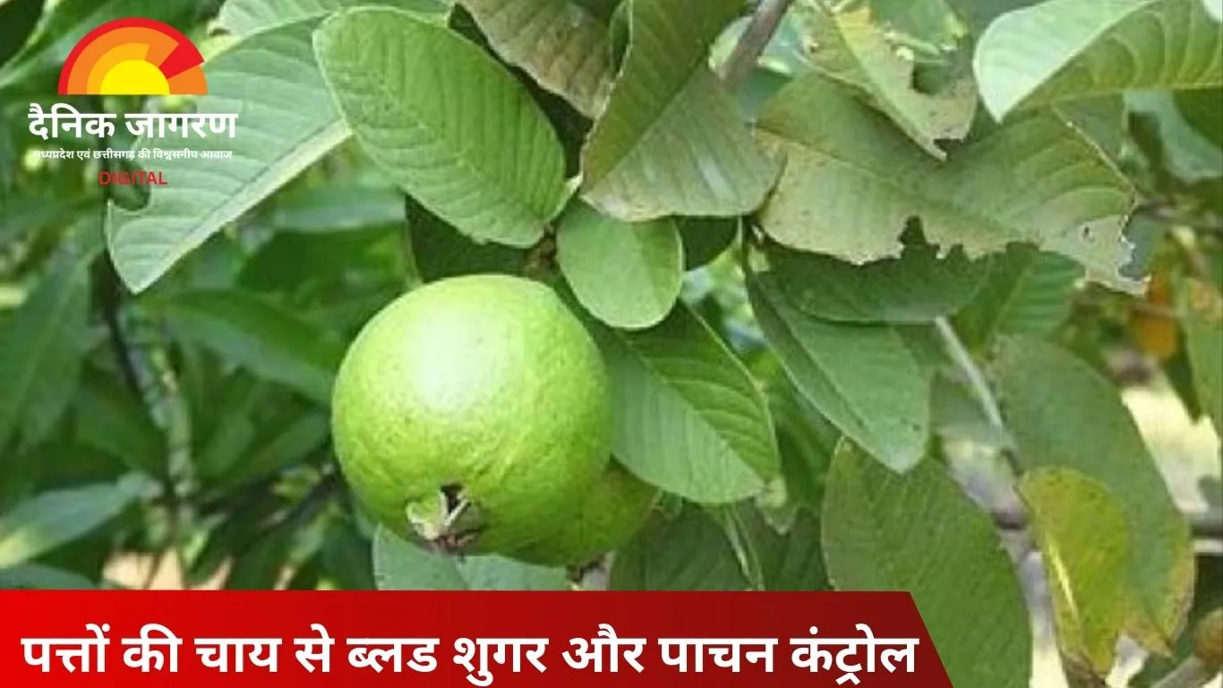 अमरूद से ज्यादा फायदेमंद हैं इसके पत्ते, जानें अमरूद के पत्तों के 5 असरदार इस्तेमाल