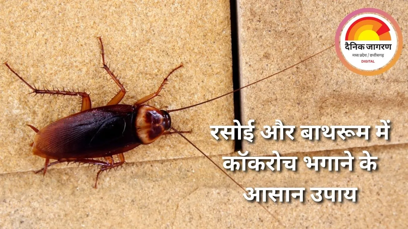 घर के हर कोने से भगाएँ कॉकरोच, अपनाएँ ये आसान घरेलू तरीके