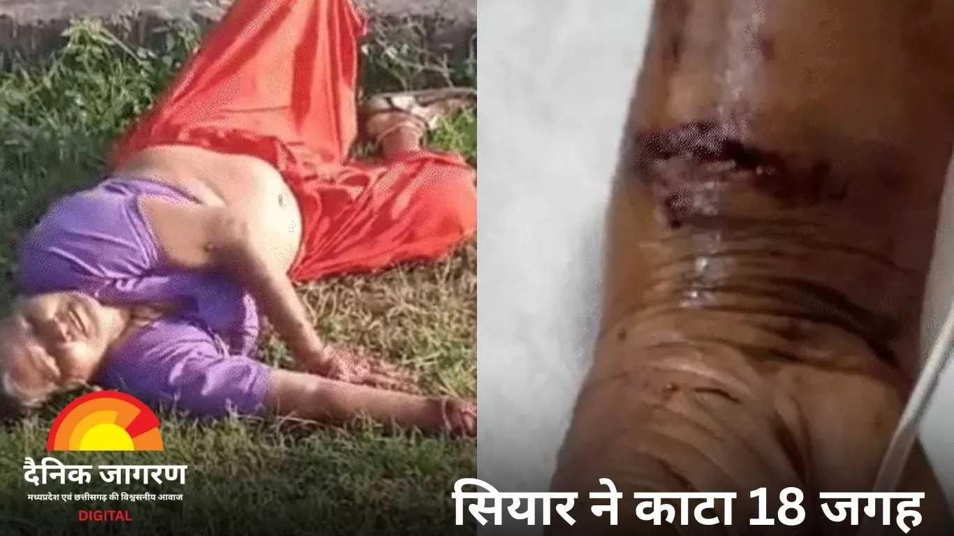 शिवपुरी में 65 साल की महिला ने 30 मिनट संघर्ष के बाद सियार को साड़ी के फंदे से मार गिराया