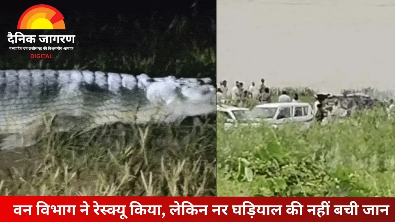 सीधी के सोन वन्य अभयारण्य में नर घड़ियाल की मौत