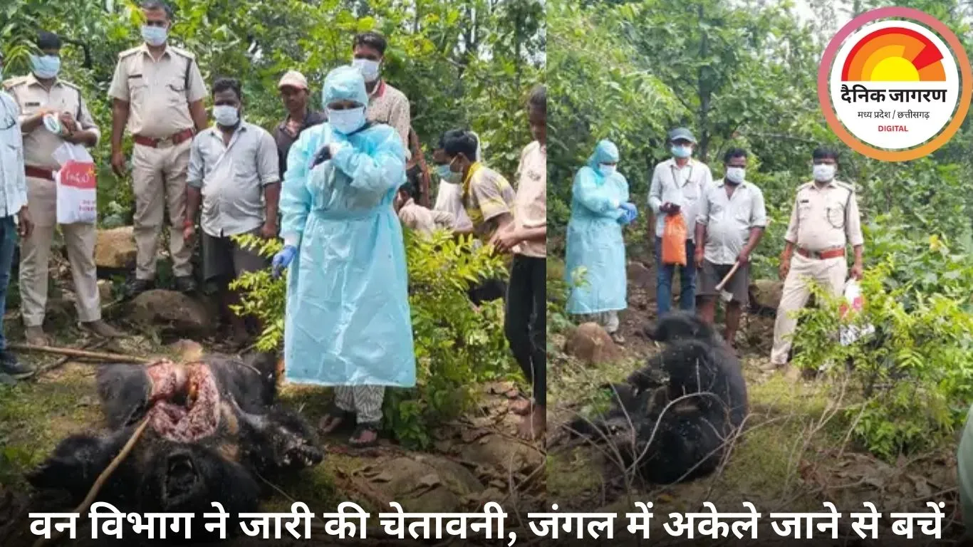 सिंगरौली में मानव मांस खाने वाले भालू की मौत, टीचर और चरवाहे पर किया था हमला