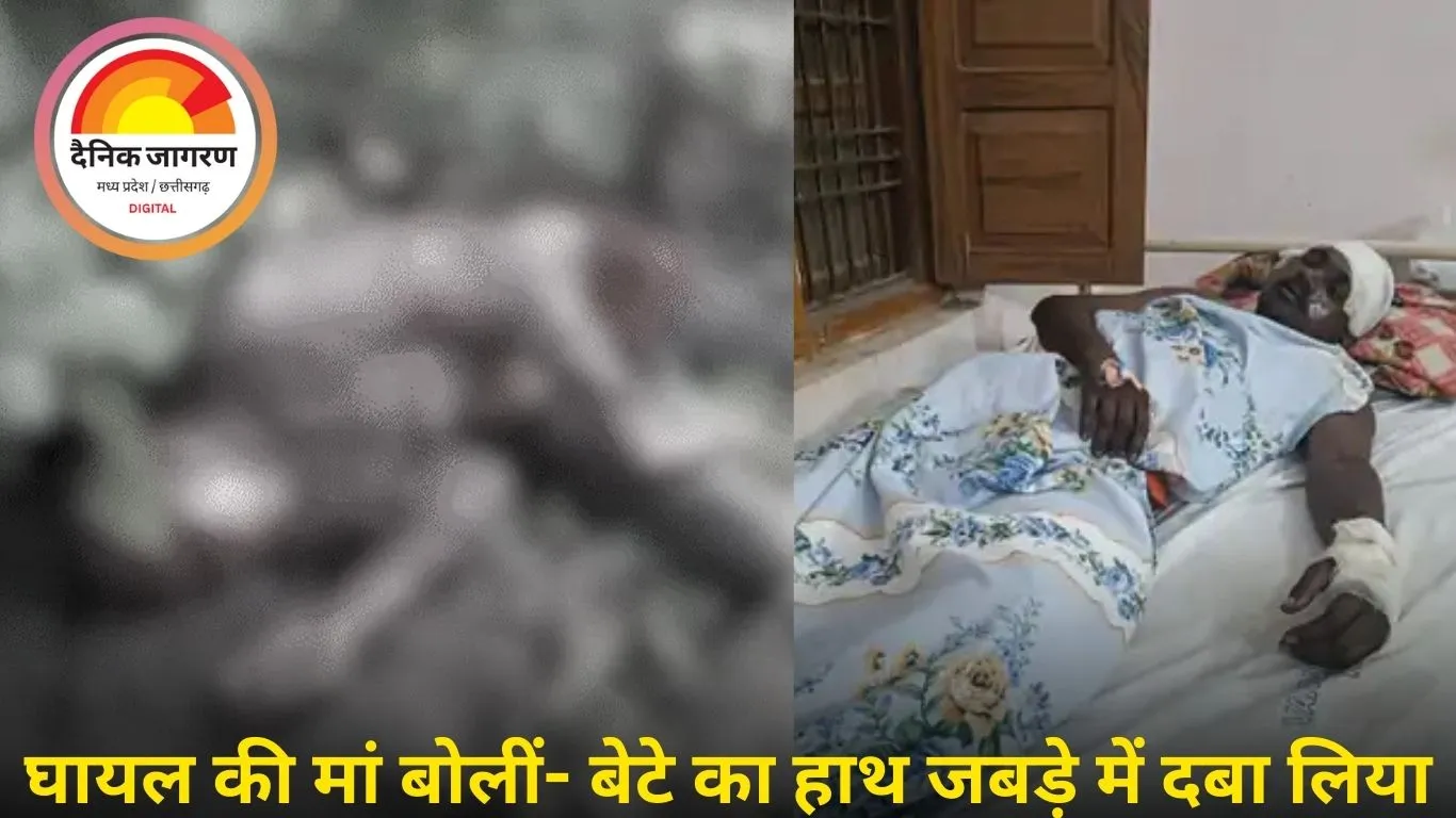 सिंगरौली में भालू का हमला: टीचर समेत दो की मौत, घायल अस्पताल में जिंदगी से जंग लड़ रहा