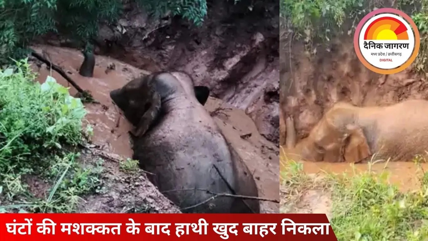 सरगुजा में गड्ढे में फंसा हाथी, वनविभाग ने किया सफल रेस्क्यू