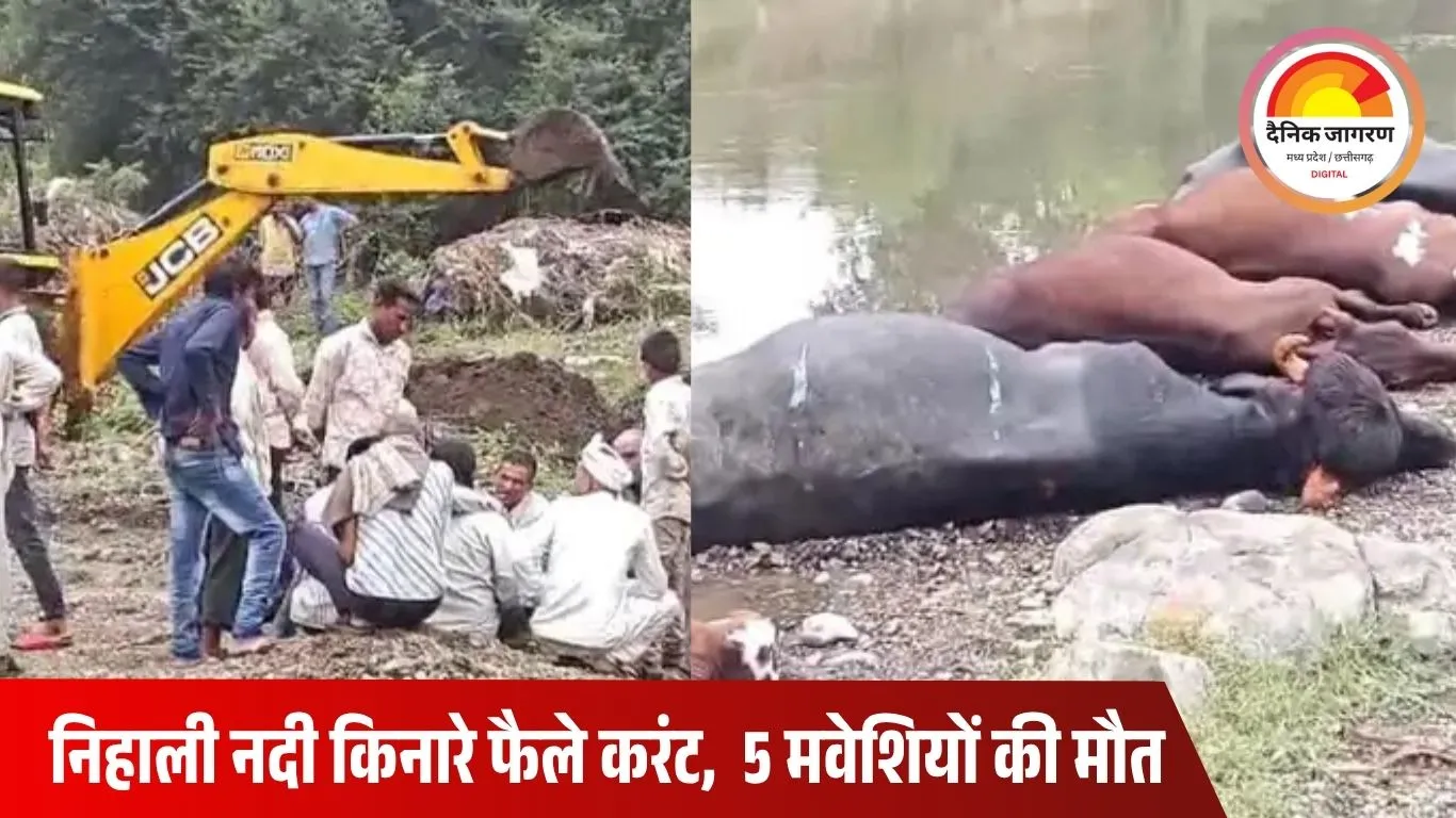 कोयडिया में करंट से पांच मवेशियों की दर्दनाक मौत