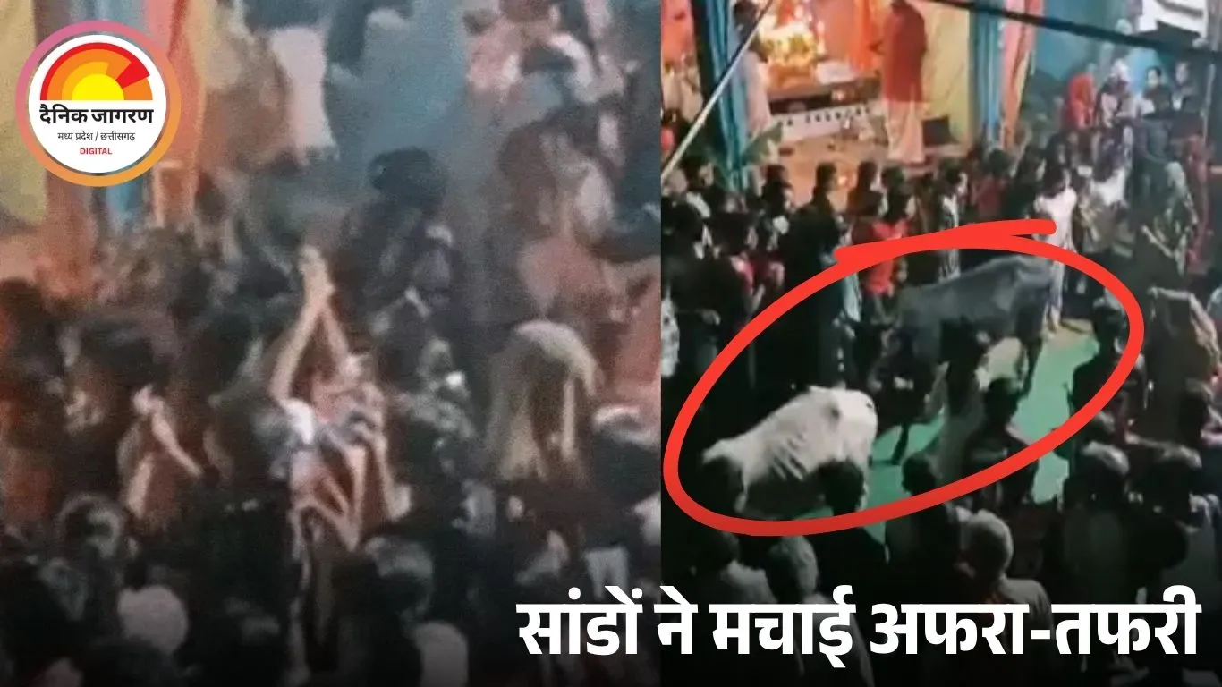 नवरात्रि अष्टमी पर दमोह में महाआरती के बीच घुसे दो सांड, महिलाओं-बच्चों में हल्की चोट