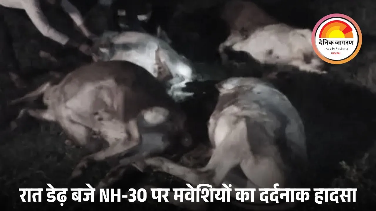 सड़क किनारे बैठे मवेशियों को अज्ञात वाहन ने कुचला: 7 मवेशियों की मौत, 3 गंभीर घायल