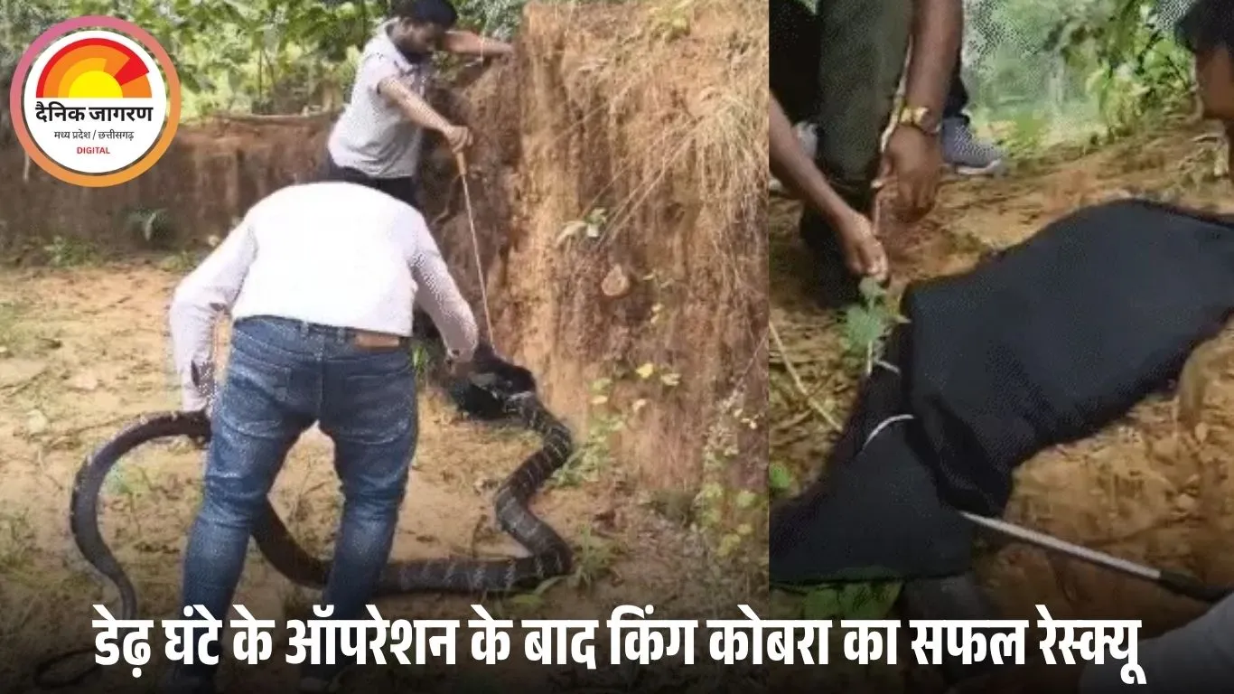 13 फीट लंबा किंग कोबरा कोरबा में फुफकारता मिला: डेढ़ घंटे चले रेस्क्यू के बाद थैले में भरकर जंगल में छोड़ा