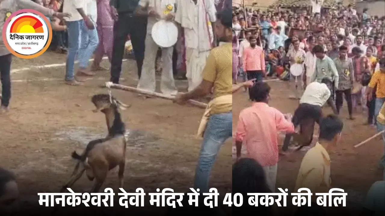 शरद पूर्णिमा पर छत्तीसगढ़ में 500 साल पुरानी परंपरा निभाई गई — रायगढ़ के मानकेश्वरी देवी मंदिर में बैगा ने दी 40 बकरों की बलि