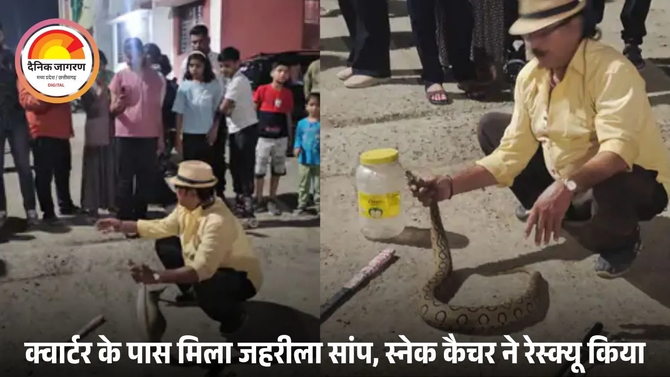 सागर पुलिस लाइन में घुसा रसेल वाइपर, स्नेक कैचर ने सुरक्षित पकड़ा