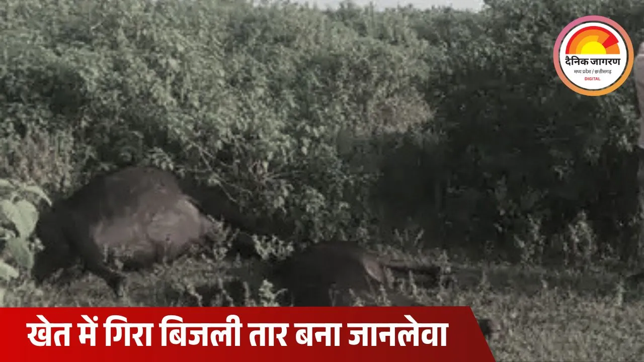 शिवपुरी में टूटा तार बना जानलेवा: दो भैंसें करंट की चपेट में आईं, किसान को लाखों का नुकसान