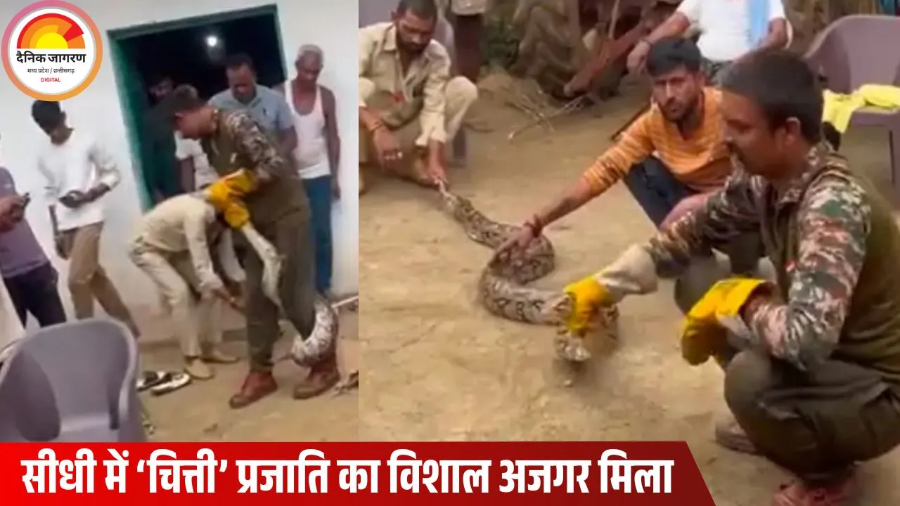 सीधी में 12 फीट का अजगर घर में घुसा: रेस्क्यू के दौरान वनपाल को जकड़ा