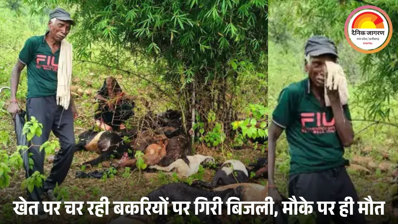 सीधी में आकाशीय बिजली गिरने से 21 बकरियों की मौत 