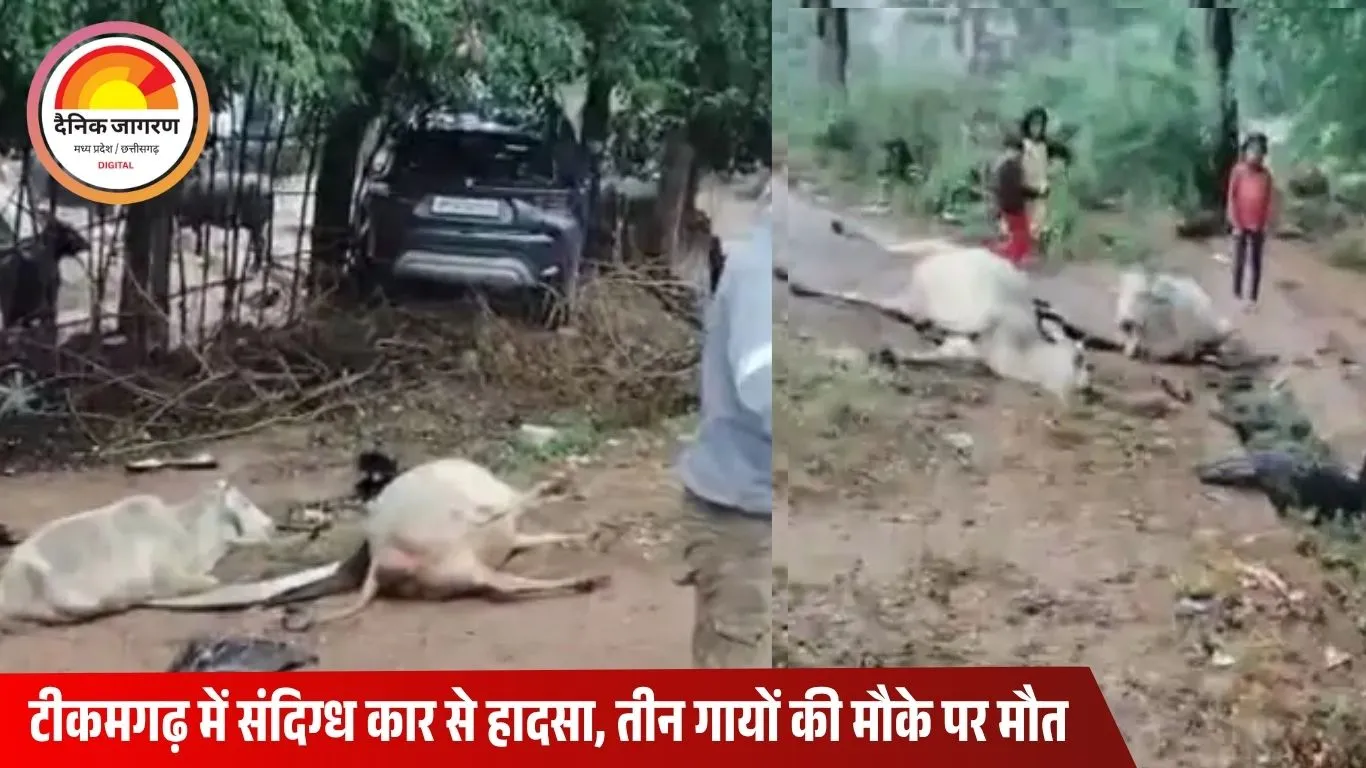 टीकमगढ़ में तेज रफ्तार कार ने तीन गायों को कुचला, संदिग्ध सामान लेकर भागे तीन आरोपी — दो हिरासत में