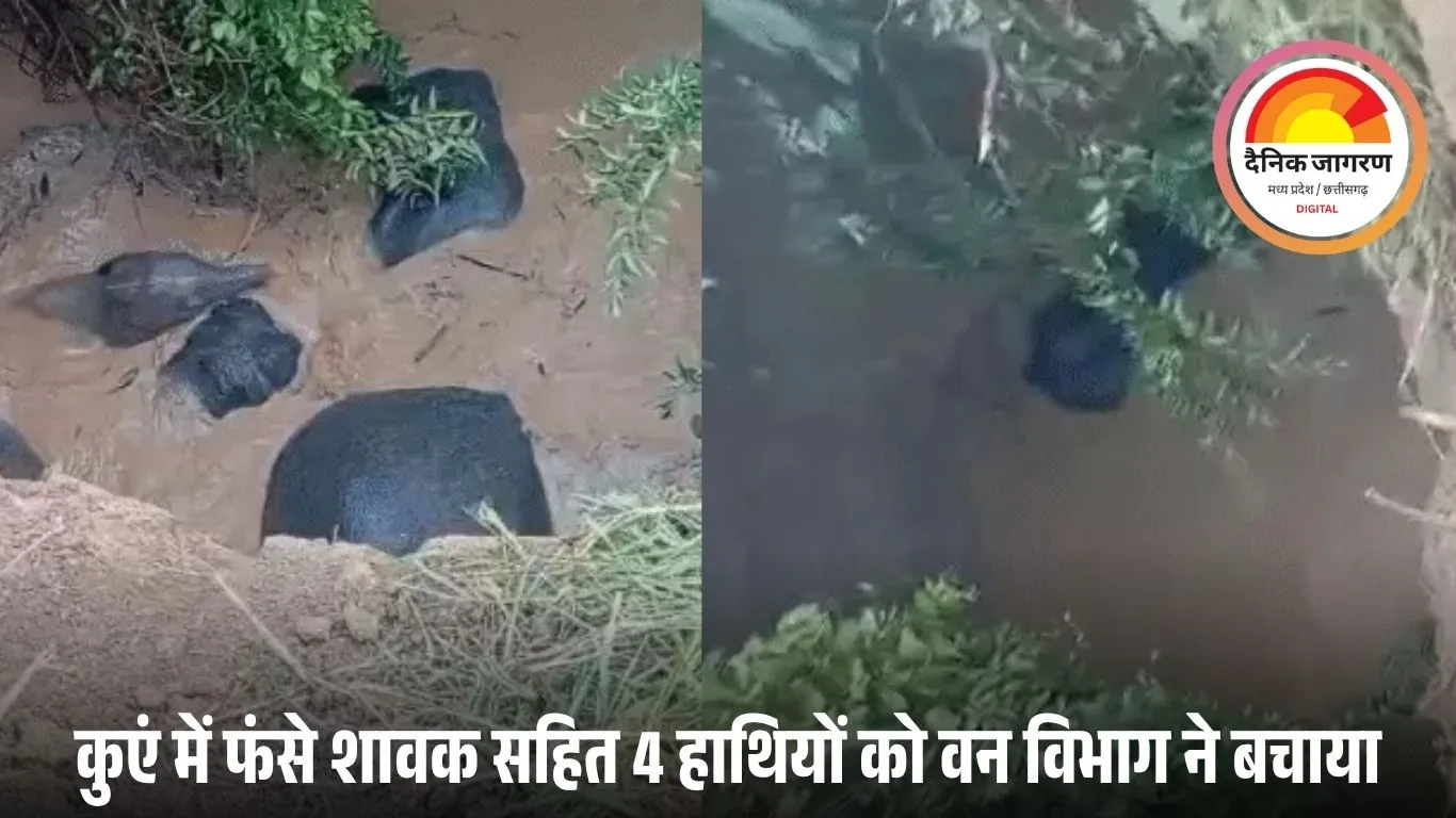 छत्तीसगढ़ के बलौदाबाजार में कुएं में गिरे चारों हाथी निकाले गए सुरक्षित, 8 घंटे चला रेस्क्यू ऑपरेशन