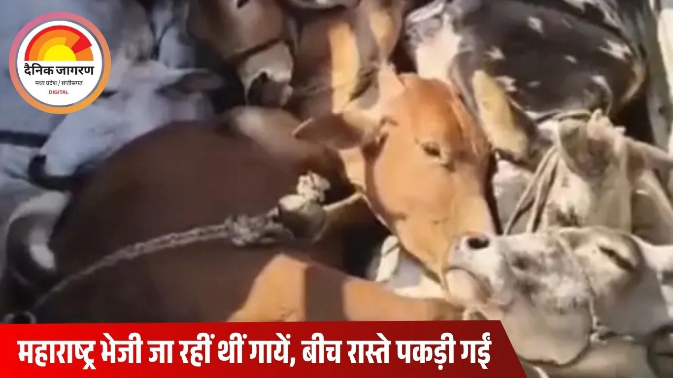 बैतूल में गौवंश तस्करी का पर्दाफाश: पिकअप से 10 जीवित, 3 मृत गाय बरामद; ड्राइवर फरार, महाराष्ट्र ले जाई जा रही थीं पशुएं