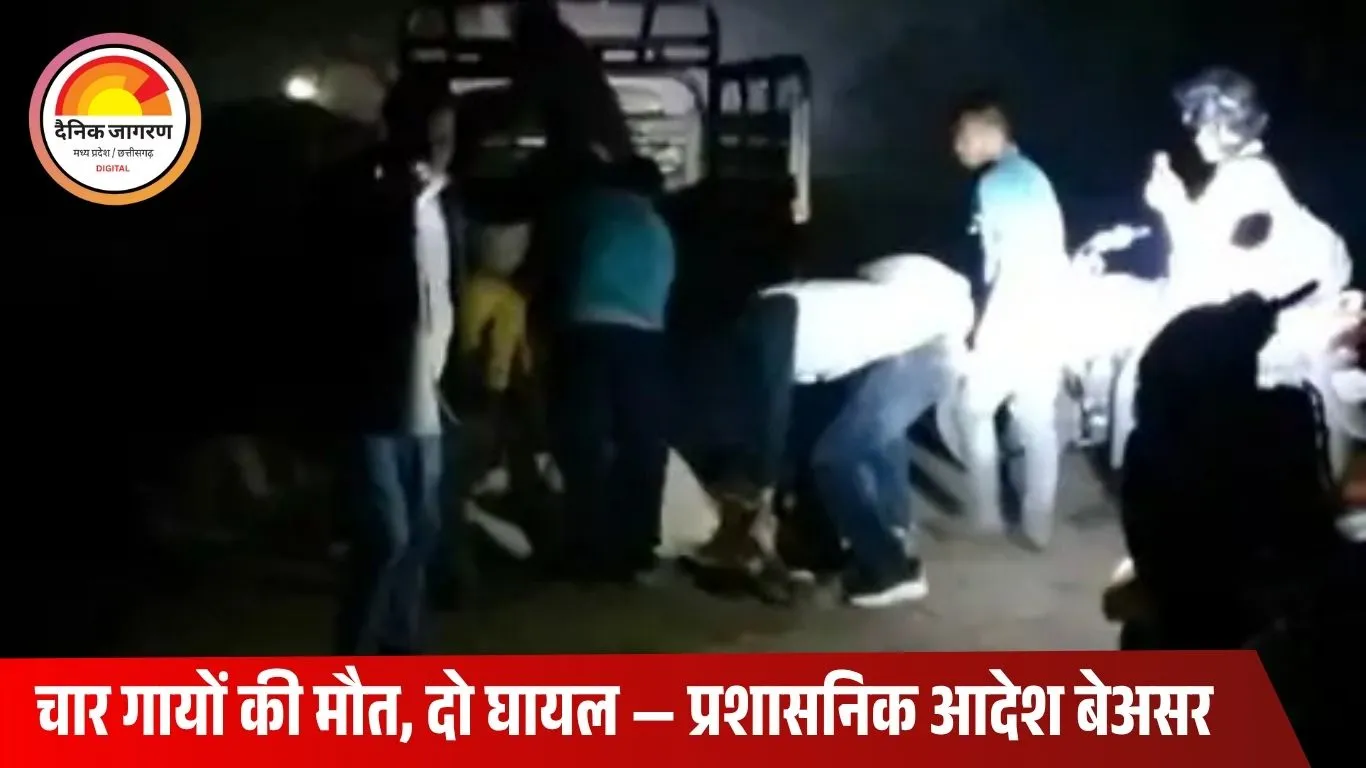 छतरपुर में अज्ञात वाहन ने गायों को रौंदा: चार की मौत, दो घायल; प्रशासनिक आदेशों के बावजूद सड़कों पर आवारा पशु