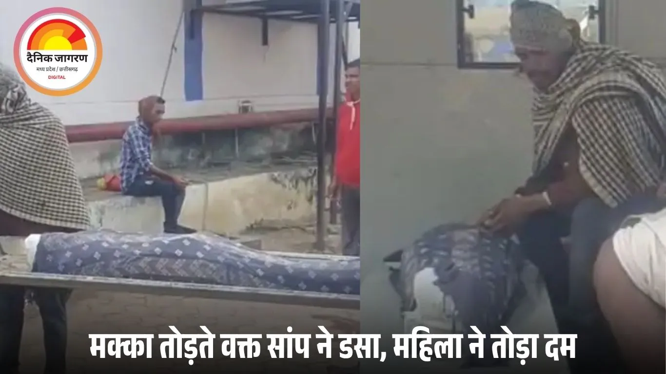 हरदा में सर्पदंश से महिला की मौत: मक्का के खेत में काम करते वक्त सांप ने काटा, पांच बच्चों की मां ने रास्ते में तोड़ा दम