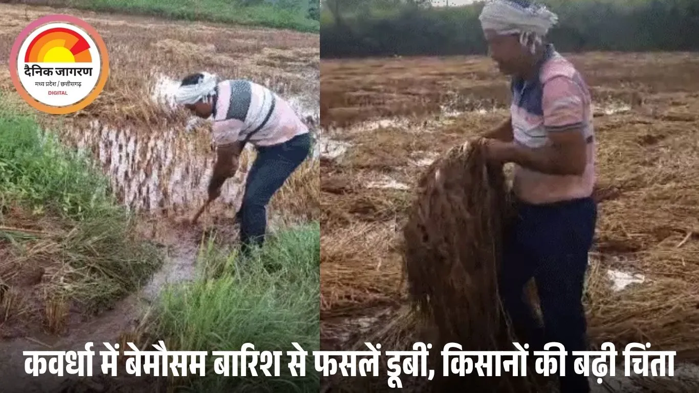 कवर्धा में बारिश से बर्बाद हुई धान की फसल, सदमे में गिर पड़ा किसान; मोन्था कमजोर, अब मौसम रहेगा सामान्य