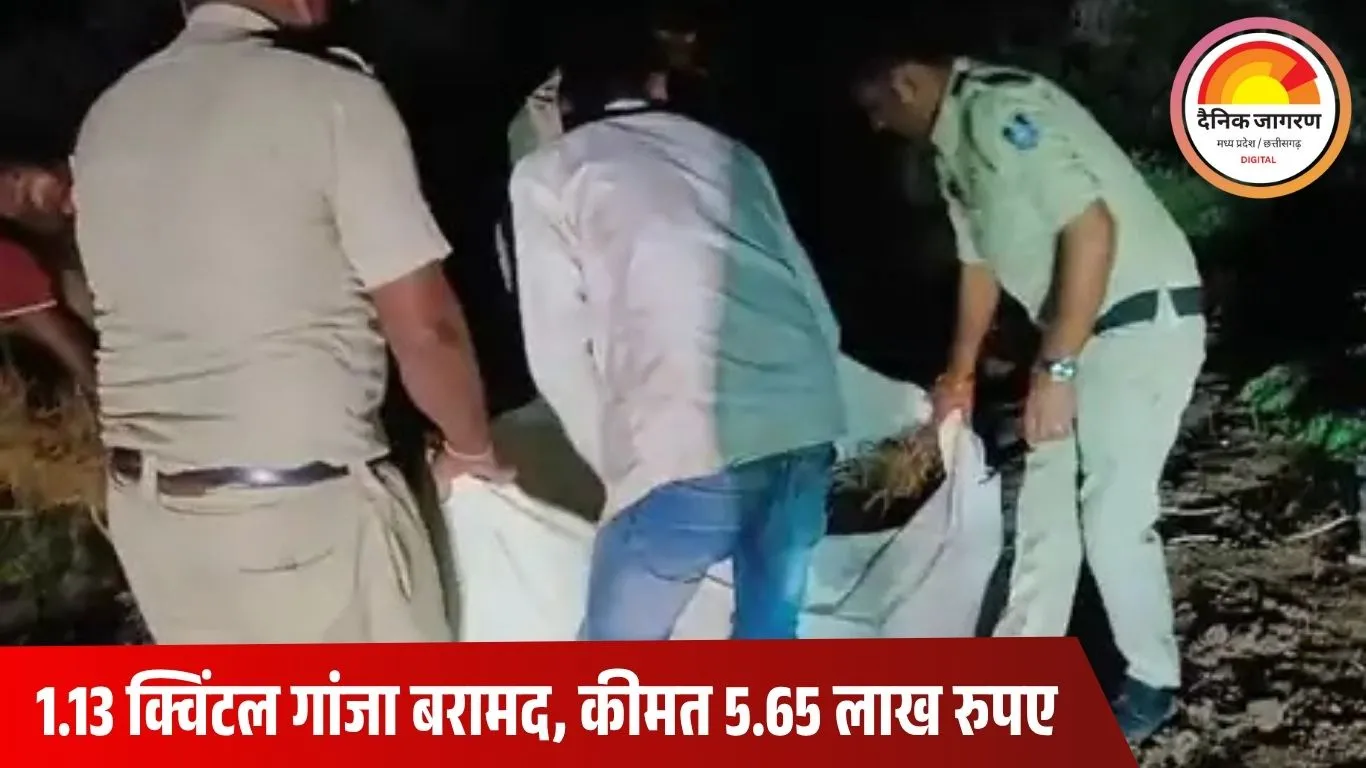 खरगोन में कपास के खेत से 180 गांजे के पौधे बरामद: 5.65 लाख रुपए का मादक पदार्थ जब्त, एक आरोपी गिरफ्तार