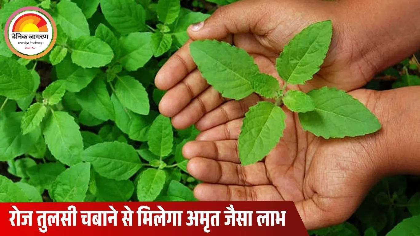 रोज़ाना तुलसी चबाने के चमत्कारिक फायदे: 100 से अधिक बीमारियों में राहत, जानिए कैसे करती है शरीर को डिटॉक्स