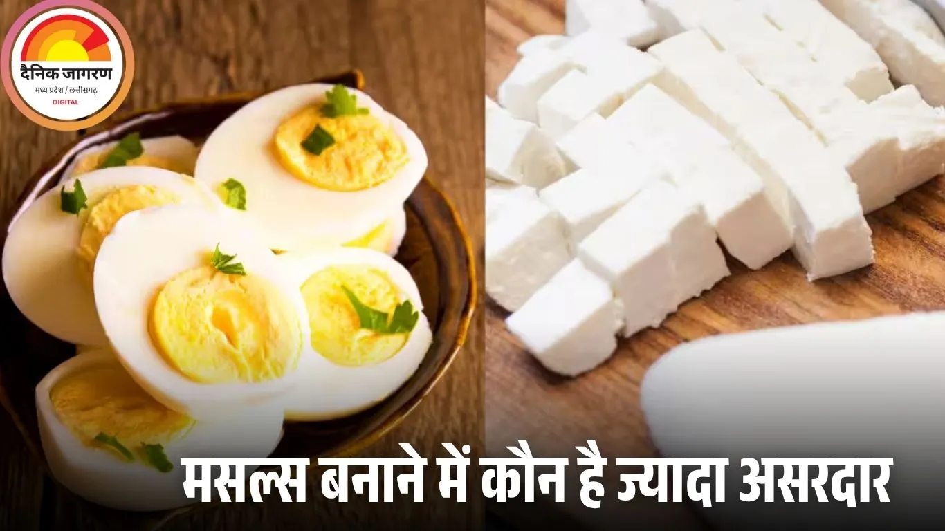 हाई प्रोटीन डाइट: अंडा बेहतर या पनीर? जानें किससे मिलेगा ज्यादा फायदा