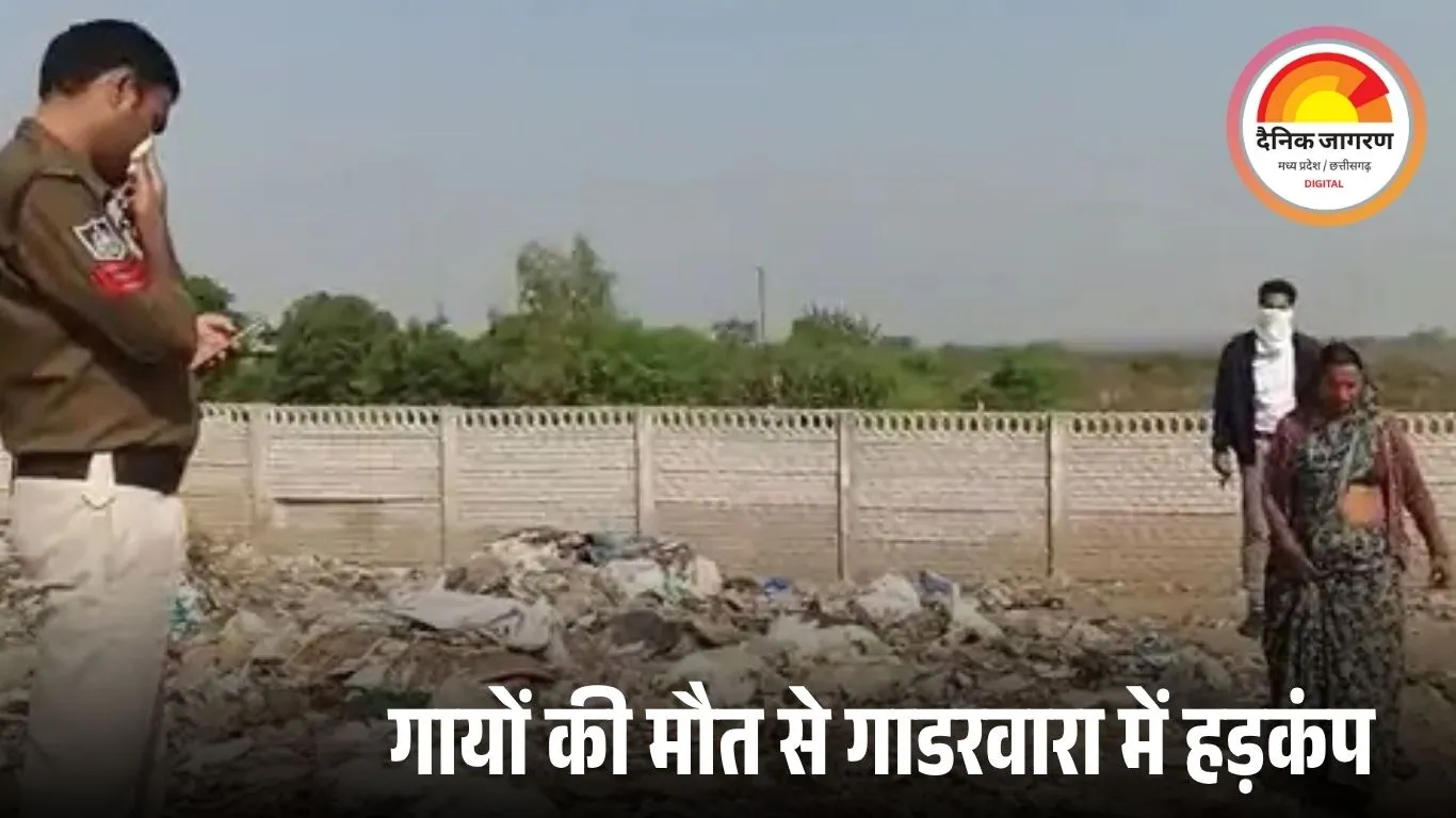 नरसिंहपुर के गाडरवारा में 12 से अधिक गायों की मौत: फूड पॉइजनिंग की आशंका, गोसेवकों ने की निष्पक्ष जांच और कार्रवाई की मांग