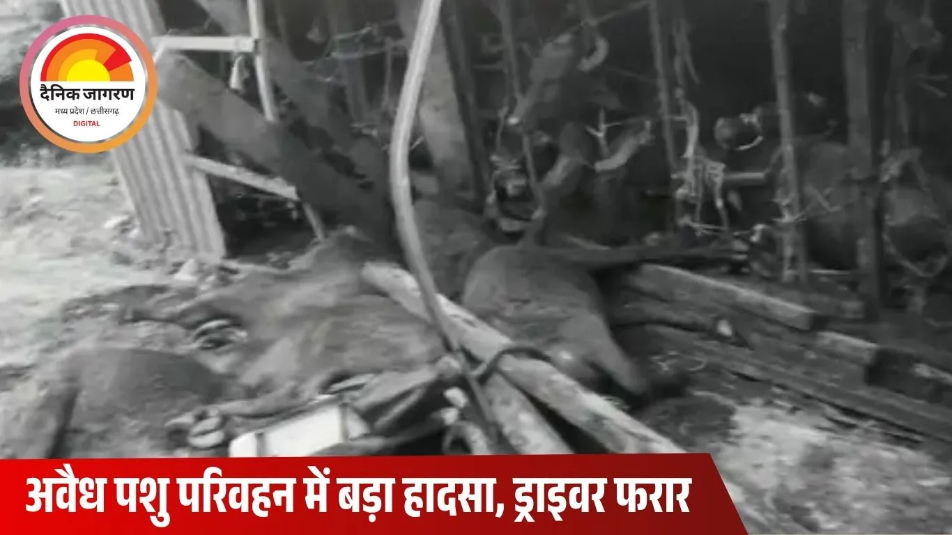चित्रकूट में भैंसों से भरा ट्रक पलटा, 10 की मौत: अवैध पशु परिवहन के दौरान हुआ हादसा, ड्राइवर और व्यापारी फरार
