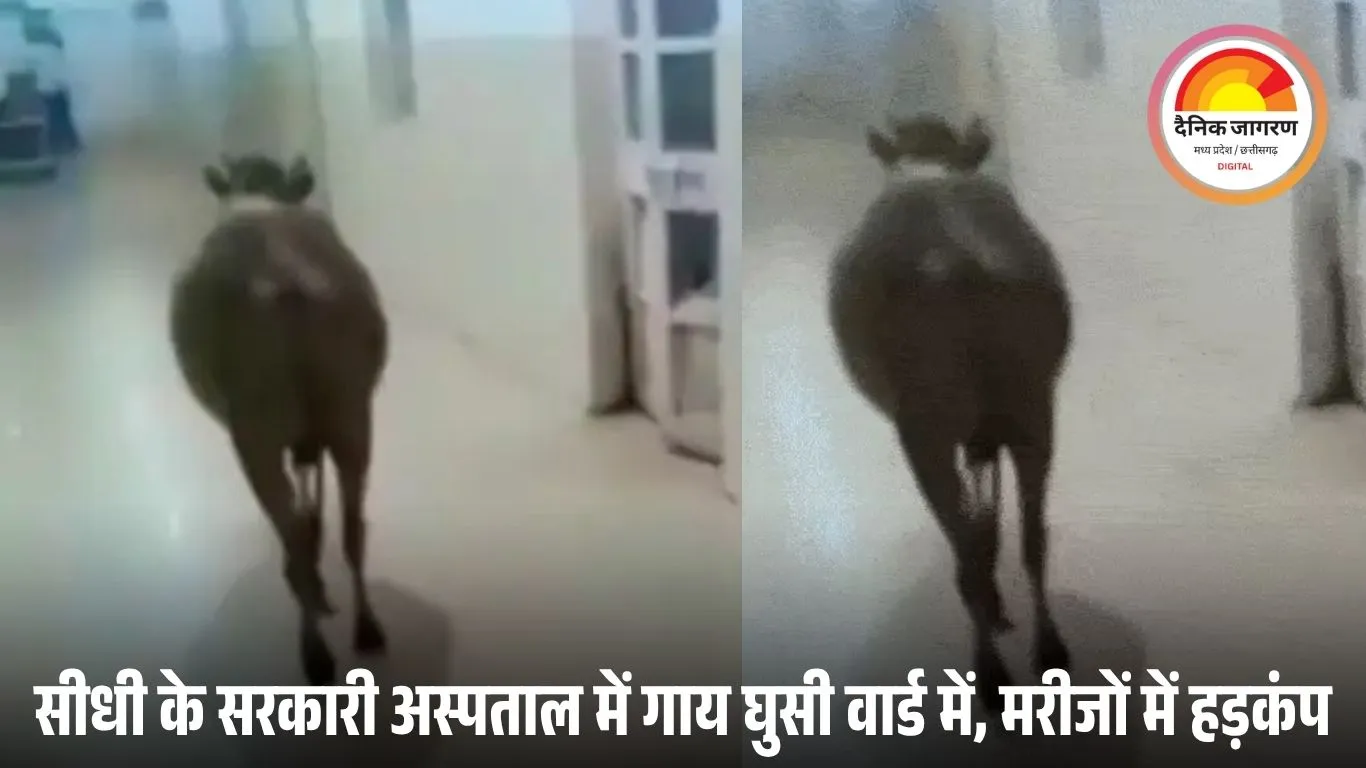 सर्जिकल वार्ड में टहलती दिखी आवारा गाय, सिविल सर्जन बोले- यह मेरा काम नहीं; संक्रमण का खतरा बढ़ा