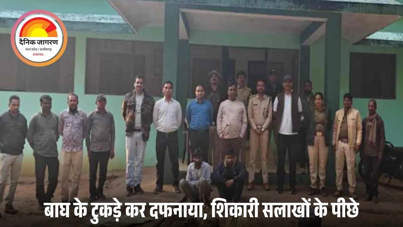 करंट लगाकर बाघ की दर्दनाक हत्या: अवशेष टुकड़ों में दफनाए, दो शिकारी गिरफ्तार, एक फरार