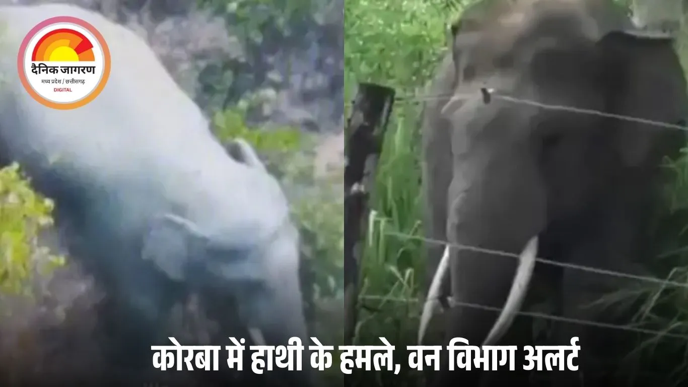 कोरबा में दंतैल हाथी का आतंक: 72 घंटे में 3 मौतें, 75 किमी सफर कर 40 गांवों में दहशत