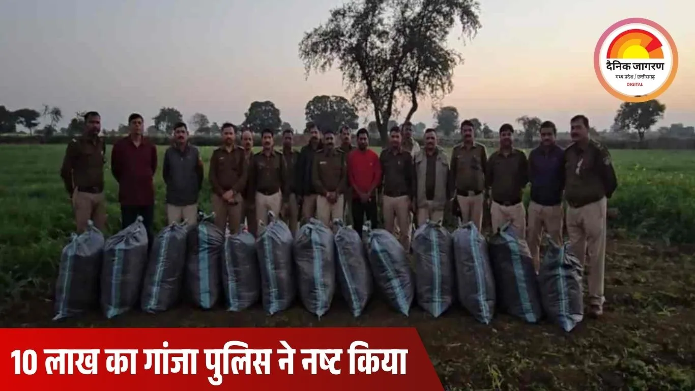 नीमच में अवैध गांजा खेती का पर्दाफाश: पुलिस ने 15 हजार पौधे जब्त, तीन थानों की संयुक्त कार्रवाई