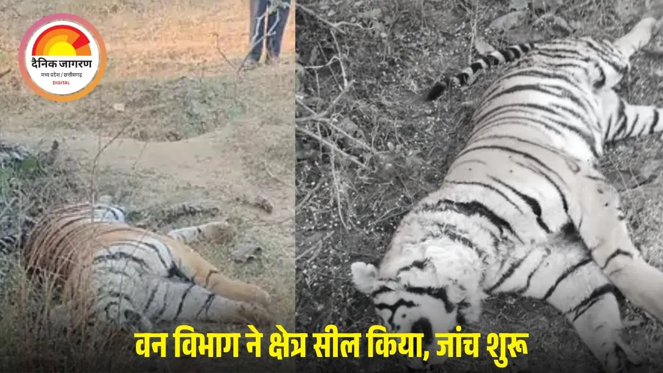 बालाघाट के जंगल में बाघिन का शव मिलने से हड़कंप: वन विभाग ने क्षेत्र सील किया, चार महीने में दूसरी मौत से बढ़ी चिंता