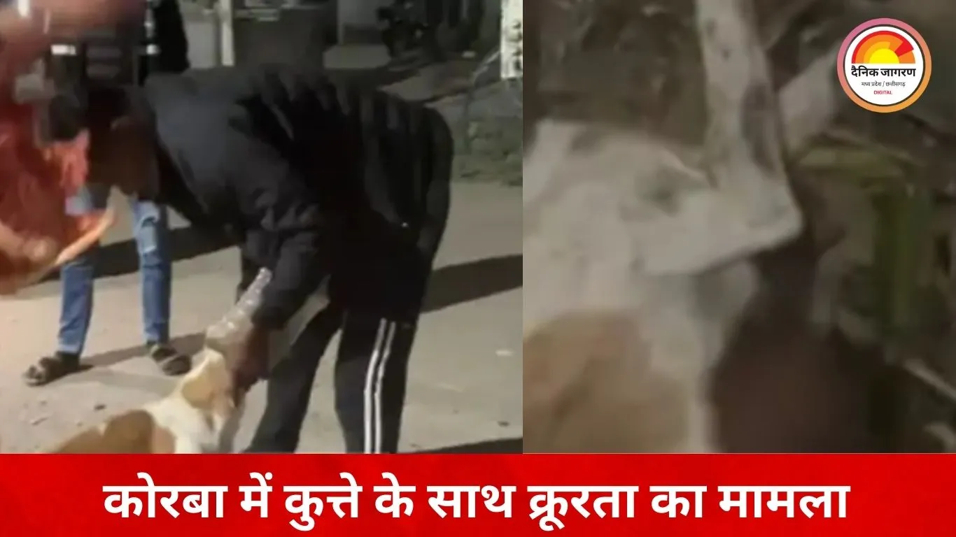 कोरबा में अमानवीय घटना: तीन दिन से कुत्ते के सिर में फंसा रहा प्लास्टिक का डिब्बा, रेस्क्यू टीम ने बचाई जान