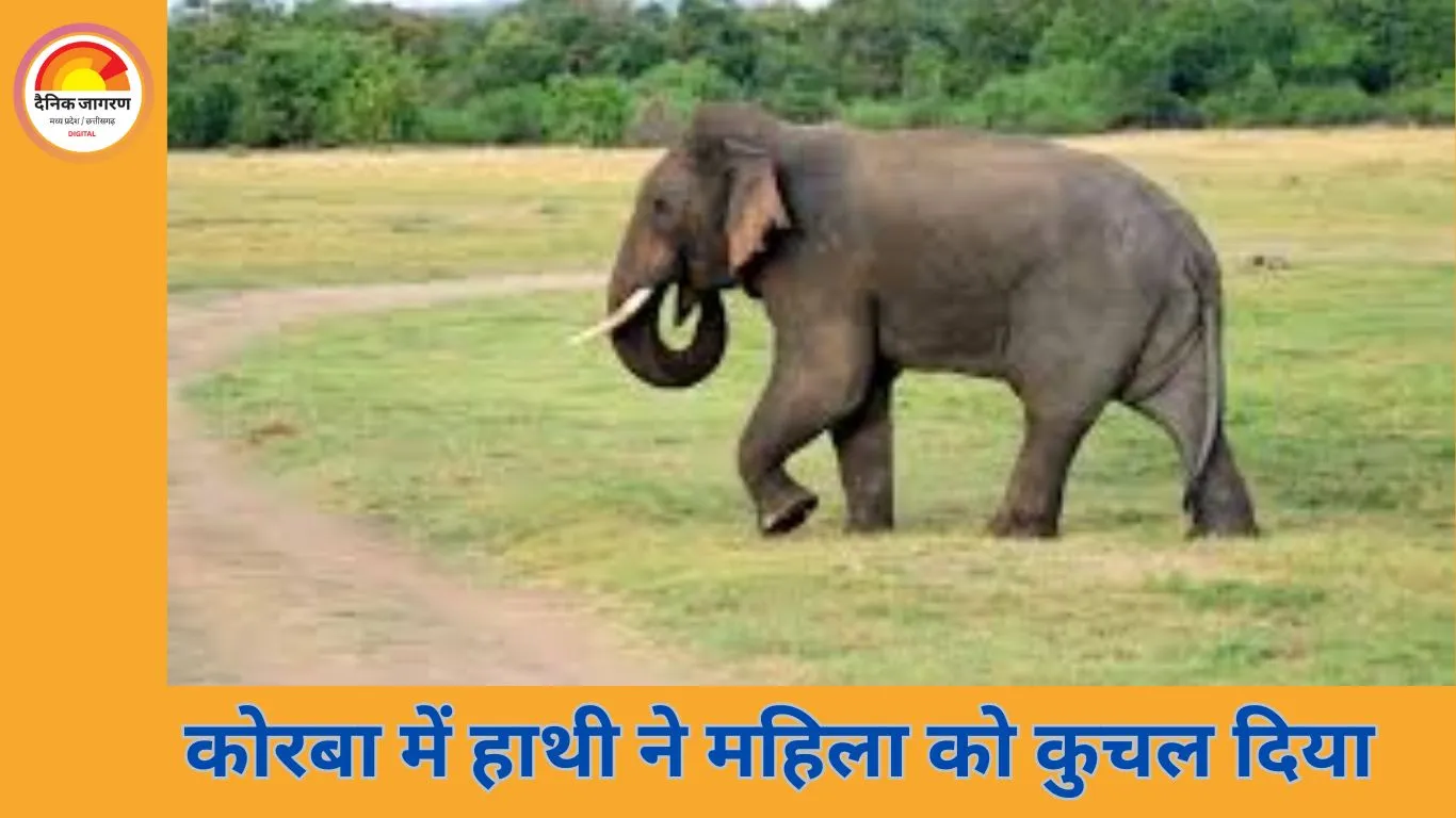 कोरबा: जंगली हाथी के हमले में महिला की मौत, पति ने छलांग लगाकर बचाई जान
