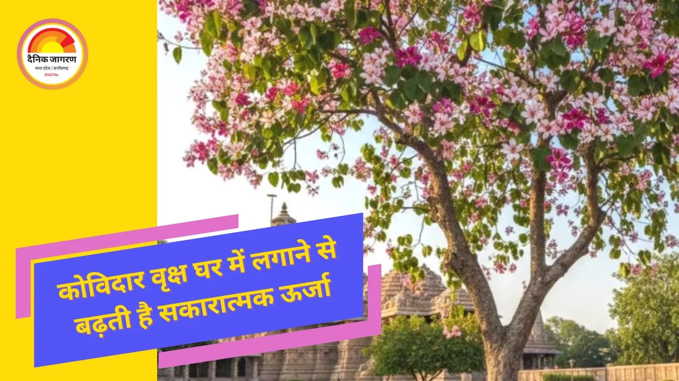 घर की इस दिशा में लगाए कोविदार वृक्ष,नहीं होगी धन की कमी...